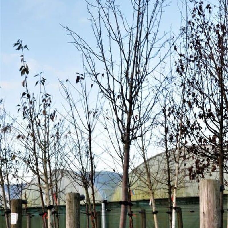 Pyrus communis 18-20 EHS